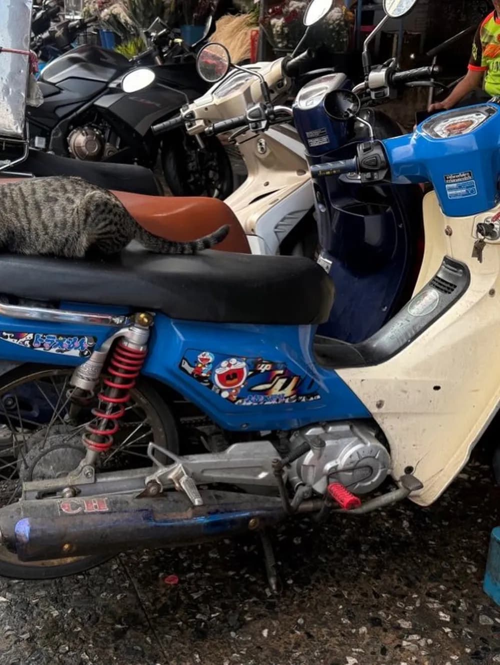 バイクの上でくつろぐ猫