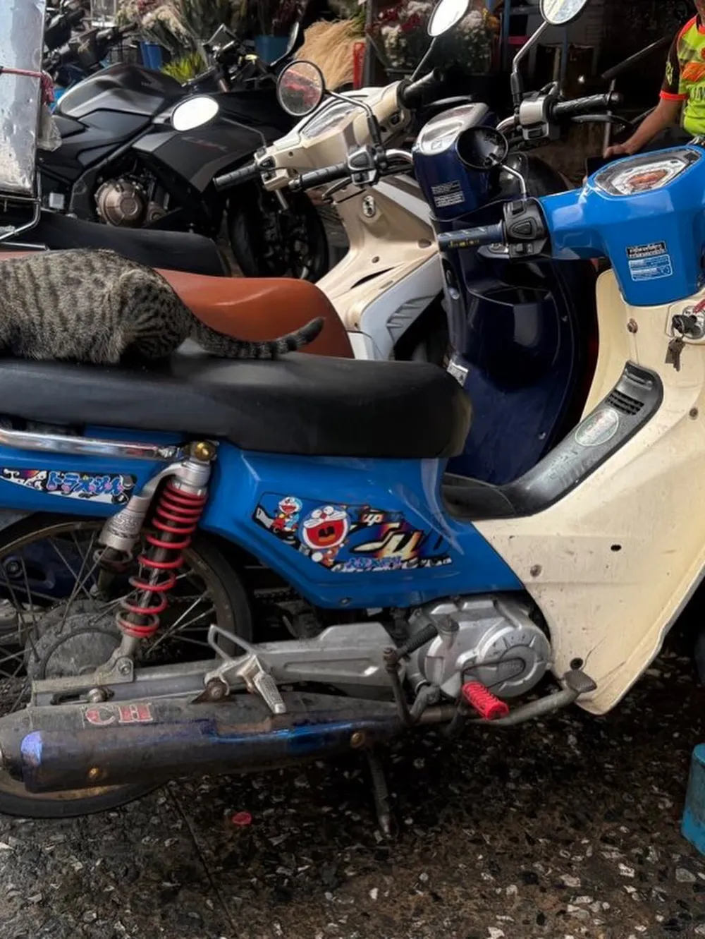 バイクの上でくつろぐ猫